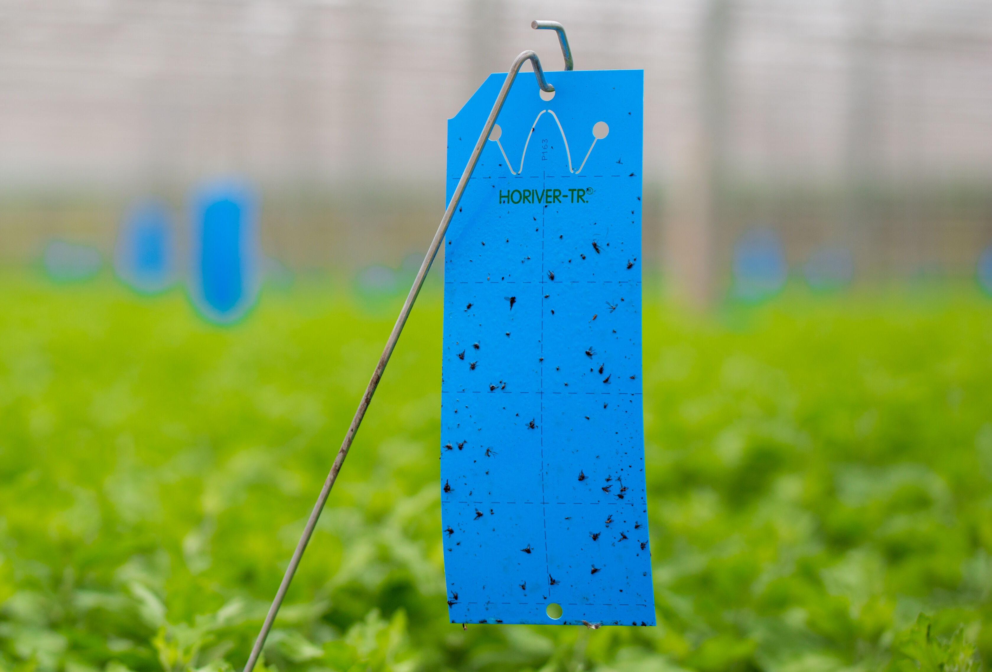 Trampas pegajosas Horiver