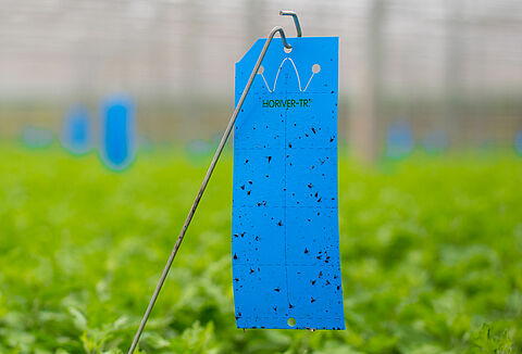 Trampas pegajosas Horiver