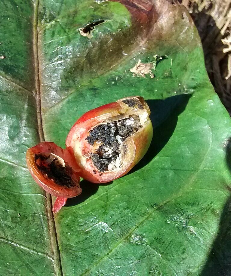 Damage caused by Coffee berry borer Hypothenemus hampei