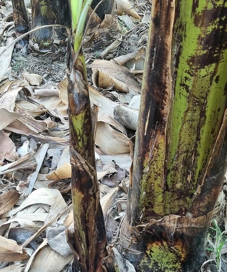 Banana thrips Chaetanaphothrips signipennis Damage on banana plant