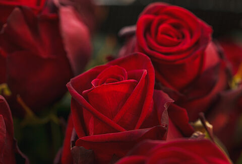 Plagas en rosas: estas son las mayores amenazas ¡y soluciones!