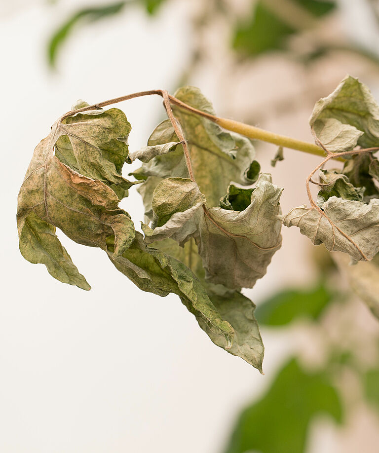 Damage on tomato plant caused by Tomato russet mite Aculops lycopersici