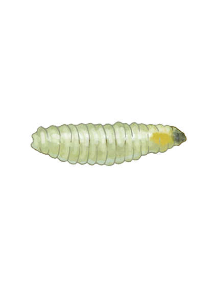 Tomato leaf miner Liriomyza bryoniae larva