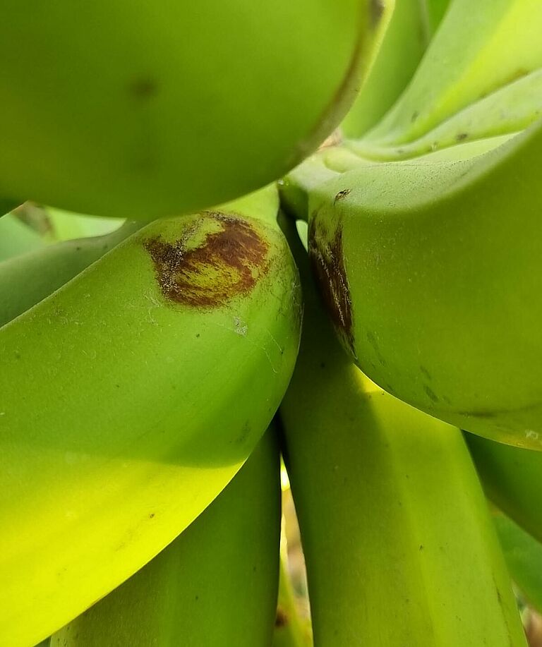 Banana thrips Chaetanaphothrips signipennis Damage on banana plant