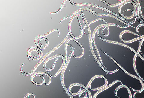 Nematodos beneficiosos: con nueva imagen y listos para la agricultura sostenible