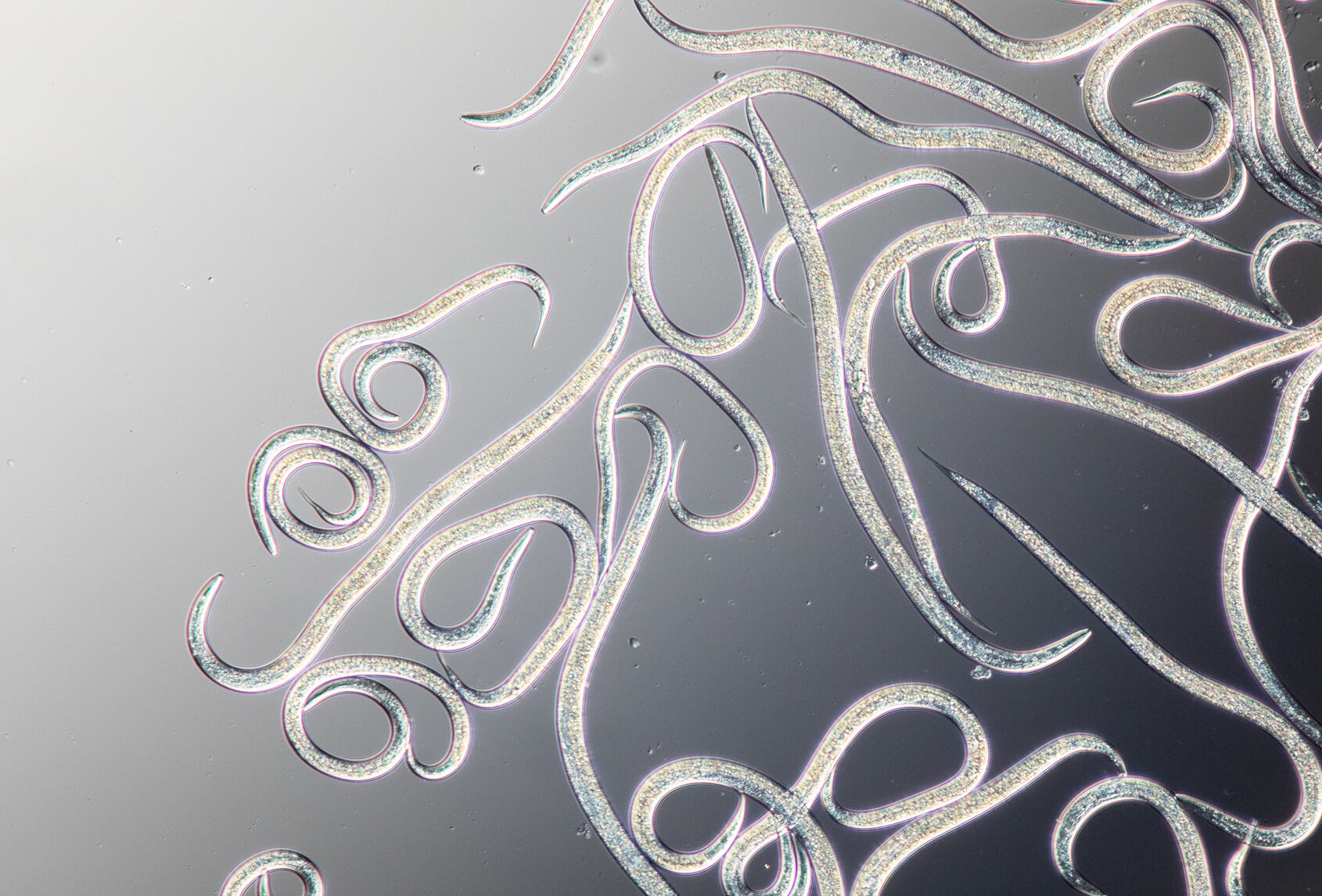 Nematodos beneficiosos: con nueva imagen y listos para la agricultura sostenible