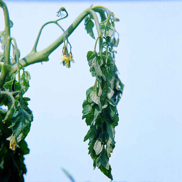 Tomato damage caused by Bacterial wilt of potato Ralstonia solanacearum