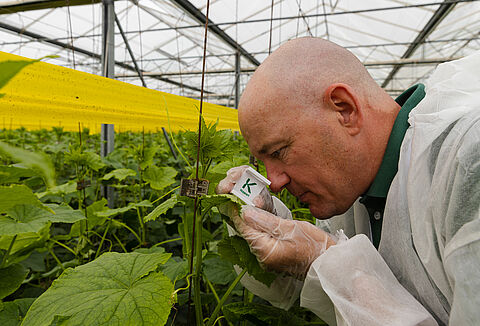 Manejo Integrado de Cultivos: la clave para la sostenibilidad comercial