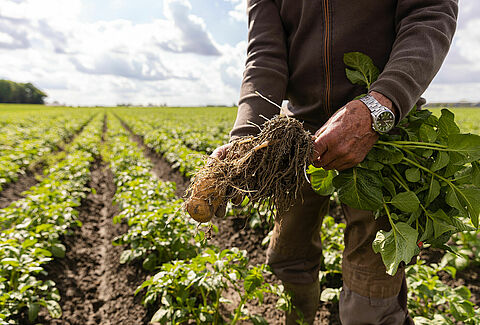 Control efectivo de las enfermedades transmitidas por el suelo con el biofungicida Trianum-P