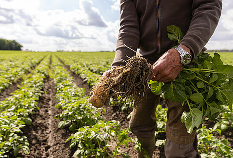 Control efectivo de las enfermedades transmitidas por el suelo con el biofungicida Trianum-P