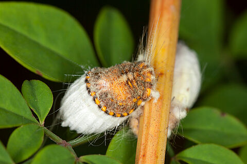 Cottony cushion scale