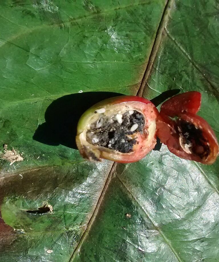 Damage caused by Coffee berry borer Hypothenemus hampei