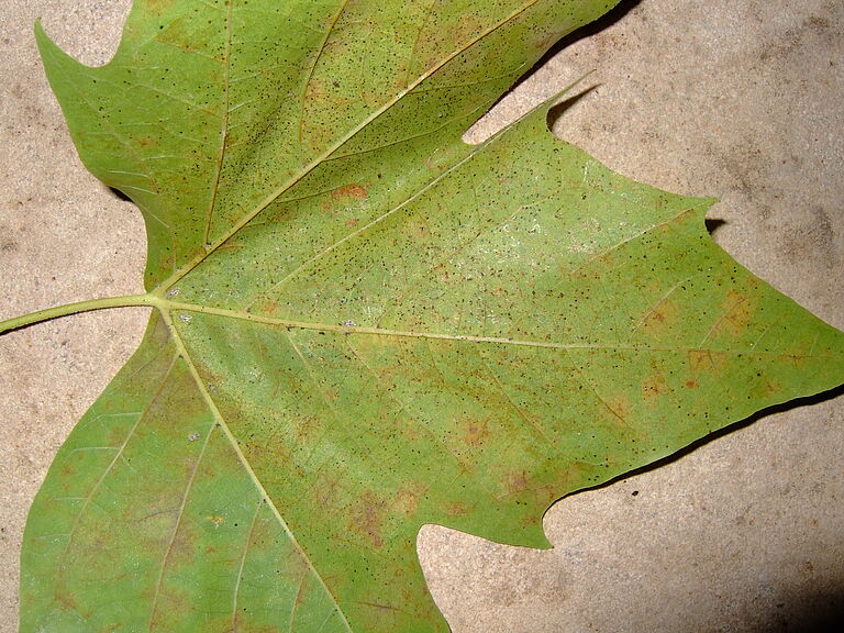 Sycamore lace bug Corythucha ciliata Plane tree Damage