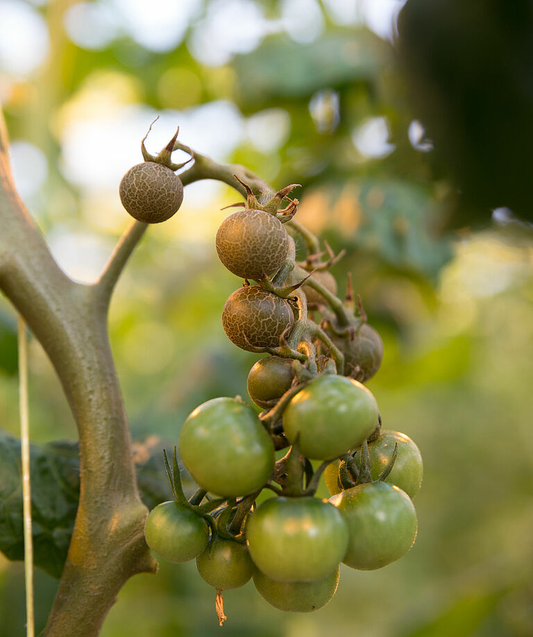 Damage on tomato plant caused by Tomato russet mite Aculops lycopersici