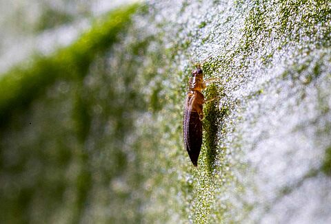 Tobacco thrips