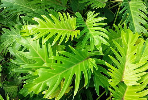Plantas tropicales
