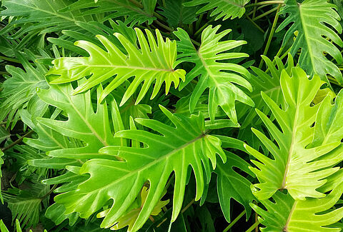 Plantas tropicales