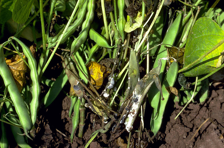 Common bean plant infected by Cottony soft rot Sclerotinia sclerotiorum