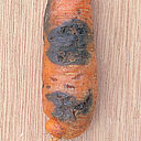 Black rot on carrot Alternaria radicina damage symptoms on carrot