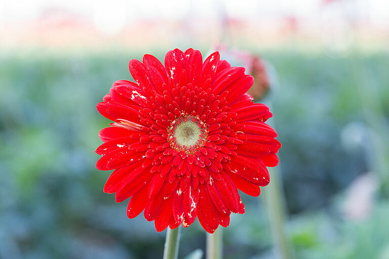 Western Flower Thrips Frankliniella occidentalis damage on a gerbera flower