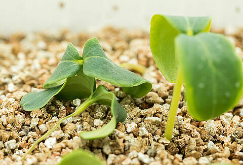 Pythium spp.