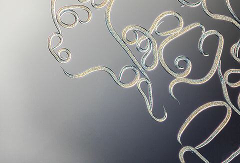 Preguntas frecuentes sobre nematodos beneficiosos