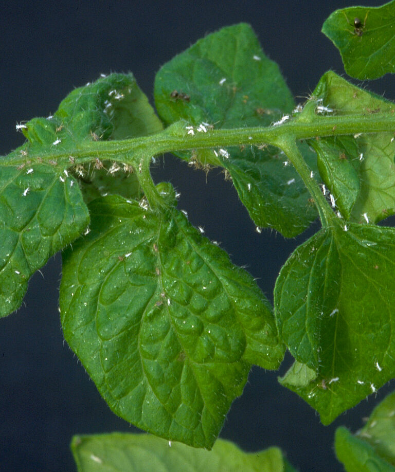 Damage caused by Potato aphid Macrosiphum euphorbiae