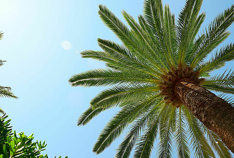Palmeras