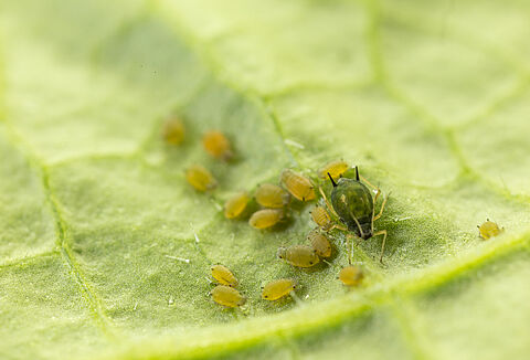 Cotton aphid