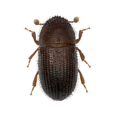 Coffee berry borer Hypothenemus hampei Adult beetle