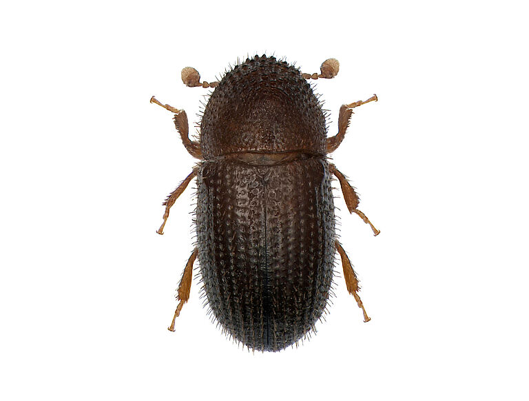 Coffee berry borer Hypothenemus hampei Adult beetle