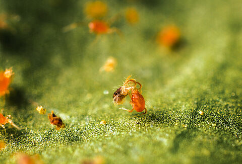 Manejo Integrado de Plagas (GIP)