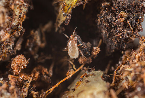 Stratiolaelaps scimitus (Hypoaspis miles)