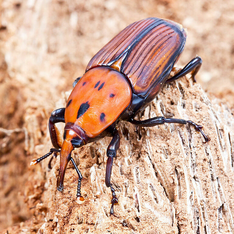 Red palm weevil Rhynchophorus ferrugineus