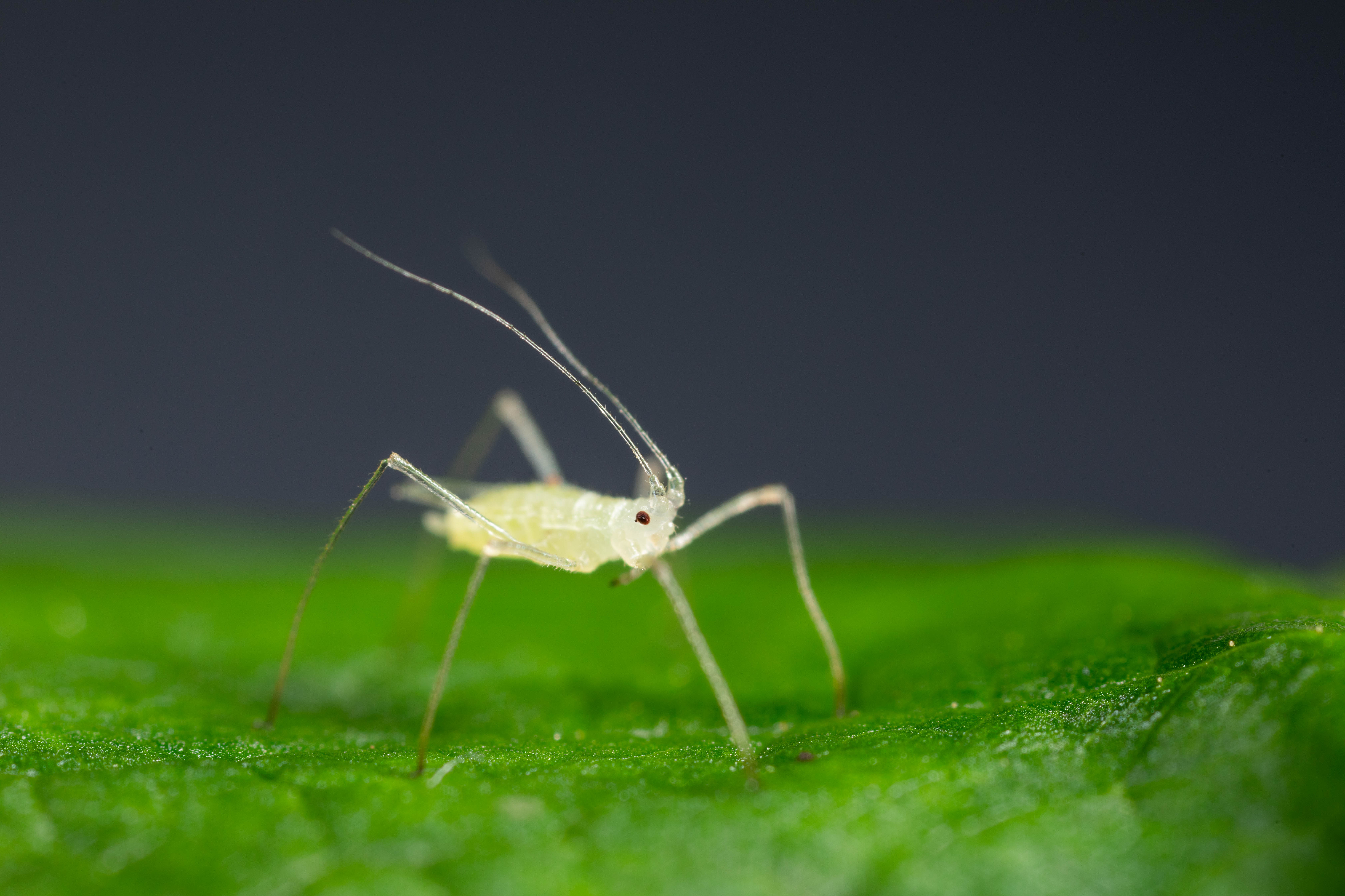 Large raspberry aphid