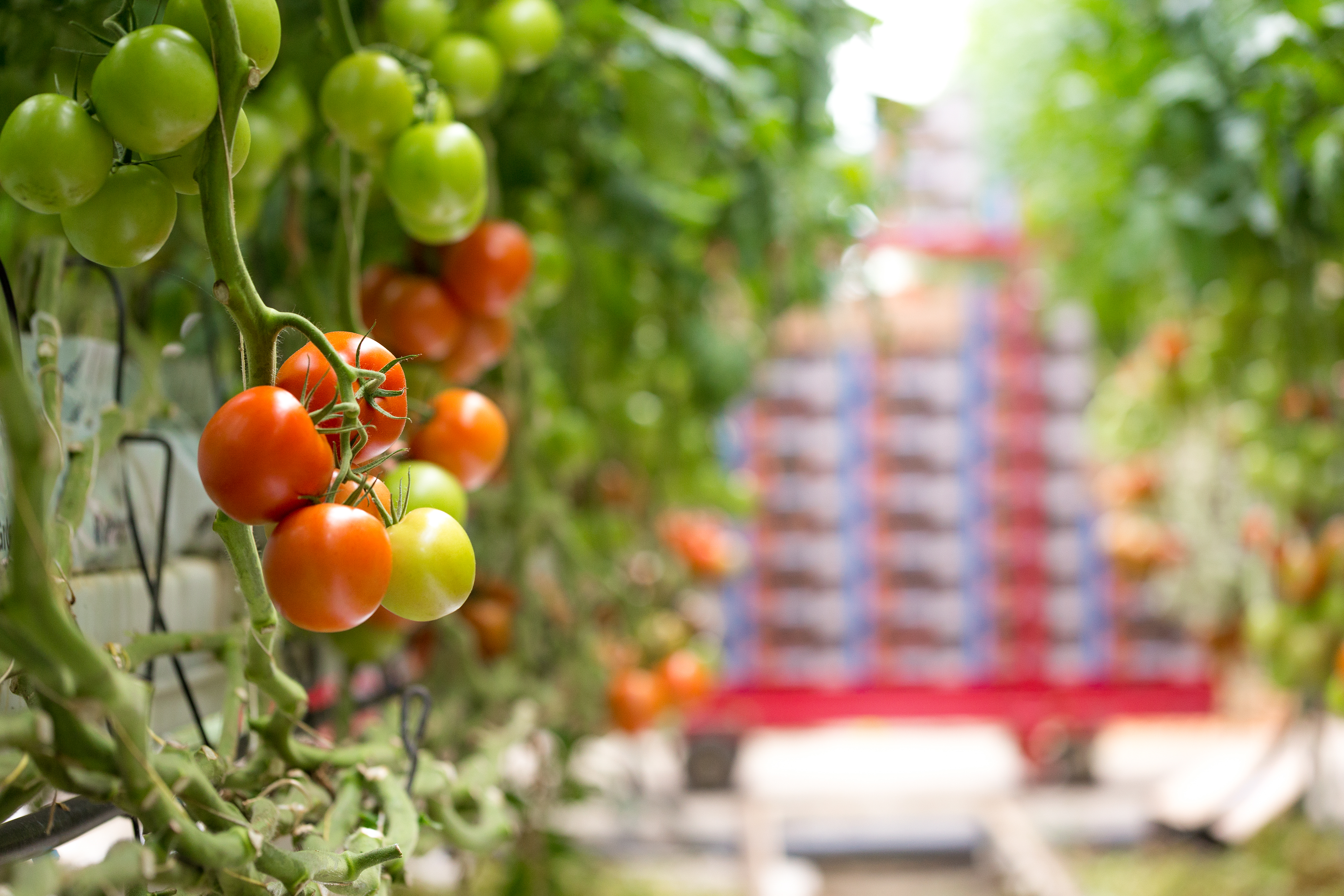 Hortalizas bajo cultivo protegido
