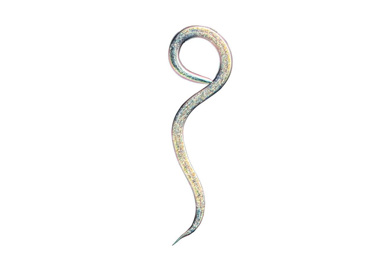 Nematodos beneficiosos